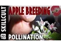 Flower to Fruit Amateur Apple Breeding Project Pollination