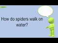 How Do Spiders Walk On Water