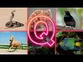 Animals Name Starting With Letter Q Animals Name In English With Colourful Pictures Animals Name