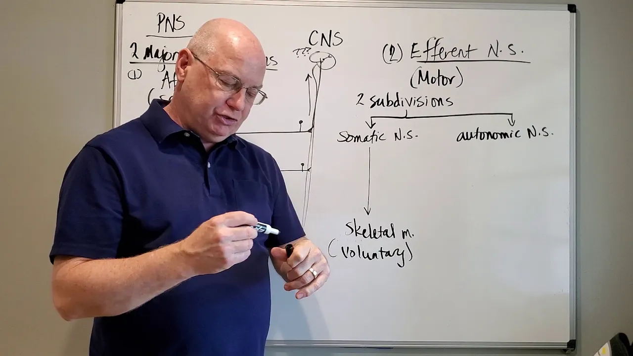 Professor Long - Autonomic Review for Part 2
