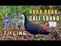 Download Lagu Tunog ng ibon / Ruak ruak / ( Ideal Channel mix vlog )