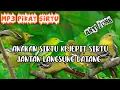 Download Lagu Mp3 Suara Pikat Sirtu Paling Ampuh Suara Sirtu Kejepit Minta Tolong Bikin Emosi Sirtu Lain