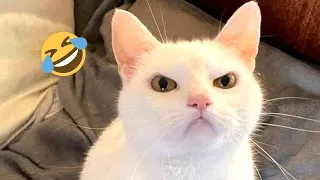 The BEST Cat Videos 2025 😻😹 FUNNY Cat Videos