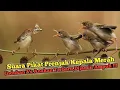 Download Lagu Suara Pikat Prenjak Kepala Merah,Indukan Vs Anakan Terbaru,Dijamin Ampuh ‼️