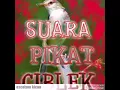 Download Lagu Suara pikat Semua jenis burung ciblek