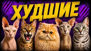 ТОП-10 худших пород кошек для новичков