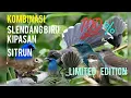 SUARA PIKAT BURUNG KiPASAN kombinasi Langsung poin 💯% sitrun..slendang biru.bakau sangat manjur