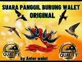 Lagu SUARA PANGGIL BURUNG WALET ASLI DARI ALAM | HOW TO CALL SWIFT BIRDS 2018