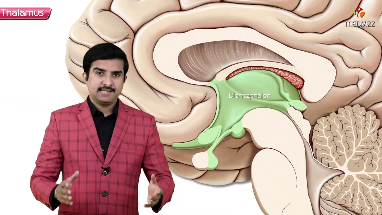Gross anatomy of Thalamus (Part 1) - Introduction and Relations | Animated Neuroanatomy USMLE Step 1