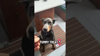 #fyp #dream #Doberman #pets #boat