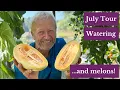 Download Lagu Dry July Gardening: Interplanting, Watering by Hand \u0026 No Rotation Potatoes (No Dig Methods)