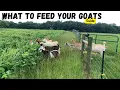 The Ultimate Guide to Feeding Goats What do I feed my Goats