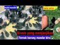 Download Lagu Cara Ternak Dan Budidaya Burung Mandar Biru atau Pelung