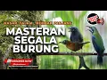 Download Lagu 🔴Kompilasi Masteran Segala Jenis Burung Kasar Tajam dan Tembakan Panjang Cungkok Tepus Awon Awon