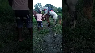 cavalo cruzando minha gua quase que a potra do meu pai leva um coice 