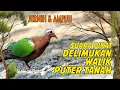 Download Lagu sUARA pIKAT dELIMUKAN | Punai Tanah | Walik GacorJernih|HD