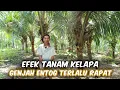 Resiko Tanam Kelapa Genjah Entog Terlalu Rapat‼️Buat Pemula Jangan Menyepelekan Jarak Tanam