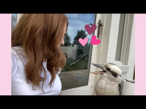Download MP3 I Kissed a Kookaburra - He's Back! The Reunion😘 #video #youtube #love