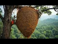 Download Lagu Mastering Climbing Skills to Harvest Wild Honey from Dangerous Heights