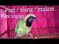 Download Lagu pancingan cucak ijo Medan full isian..
