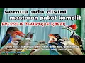 Download Lagu Dengarkan Cucak ijo Masteran ini !! Dijamin Langsung Moncer || Masteran Tembakan Kasar Audio Jernih