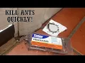 How to Get Rid of Ants -