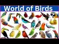Download Lagu Temui 220 Burung Berwarna-warni yang Menakjubkan dengan Nama, Gambar, dan Video