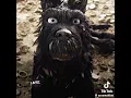 Lagu Isle of dogs x I bet on losing dogs -Mitski