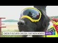 Check It Out with Chelsea That NEPA Newfie