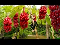 Download Lagu Harvesting Many Giant Banana Bunch Goes To Market Sell | Ming Daily Life