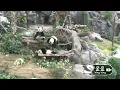 Download Lagu 8月20日 家姐細佬打交冇時停，媽咪去食竹子，兩姐弟屁顛屁顛跟住媽咪過嚟前台食竹子 #大熊貓家姐細佬 #panda #cutepanda #熊貓加加得得 #港產大熊貓