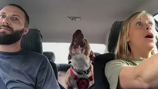 Rescued Pitbull With a Dinosaur Voice Won’t Stop Screaming With Joy