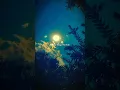 Download Lagu Tune bate kholi kache dhage me piroli cute girl whatsapp status||Manwa laage song✨🩷 || 4kstatus 🥰❣️💫
