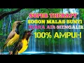 Download Lagu SUARA TERAPI SOGON OMBYOKAN #suarapancingansogonbahan #singingbird #Birdsingingtherapy