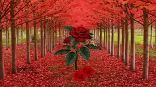 محمد عبد الوهاب حبيبى ياحبيبى كل مافيك ياحبيبى حبيبى شعرك ليلى جبينك قمرى دندنها