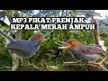 Download Lagu Pikat prenjak kepala merah+suara crecetan anakan paling ampuh, terbukti ‼️😱😱