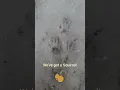 Animal Tracks in the Snow Winter Scavenger Hunt How Many Can I Find