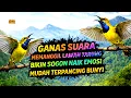 Lagu Memanggil lawan tarung‼️ Pancingan sogon agar emosi bunyi gacor