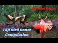 Download Lagu Dancing Birds | Fun and Playful Bird Dance Compilation.
