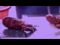 ESC - Ogunquit Lobster Pound Restaurant Yelp Promo