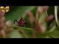 RZA - Mantis (Masta Killa’s verse)