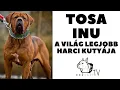 A TOSA INU Japan masztiff fajtabemutato DogCast TV
