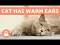 Why Do My Cat s Ears FEEL HOT