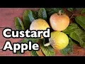 All About Custard Apple