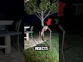 TOP 5 GIANT INSECTS THAT ACTUALLY EXIST
