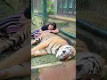 Download Lagu Sher hamla kar deta mai toh dar gayi  #khushigadhvi #Shorts #tiger #tigershorts #sher #sherni