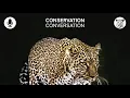 Download Lagu Conservation Conversation S2E1 | Scales of Injustice