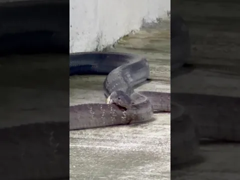 king cobra