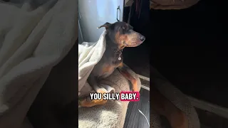 No filming me .. #fyp #dream #youtube #doberman #pets