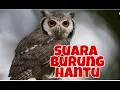 Download Lagu suara burung hantu